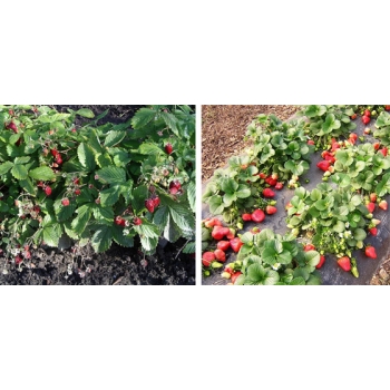 Truskawka Senga Sengana zestaw 10 szt