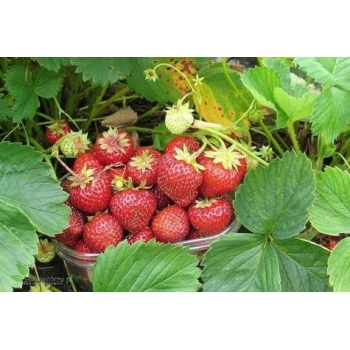 Truskawka Senga Sengana zestaw 10 szt