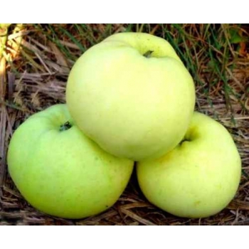 Jabłoń kolumnowa OLIWKA ŻÓŁTA z doniczki