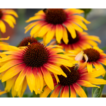 Jeżówka 'Parrot' Echinacea