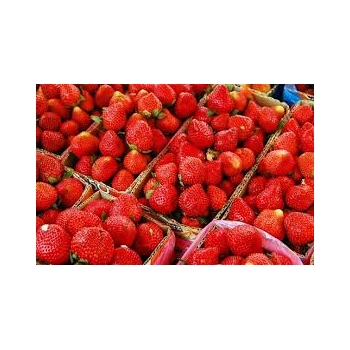 Truskawka Kama Wczesna zestaw 10 szt