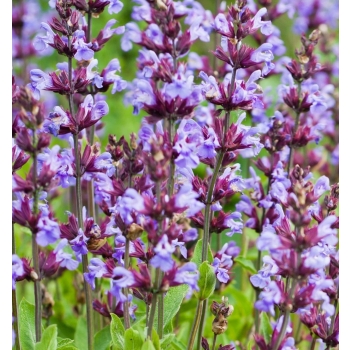 Kocimiętka Faassena DON C1,5