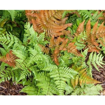 Narecznica AUTUMN FERN