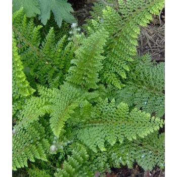 Paprotnik szczecinkozębny