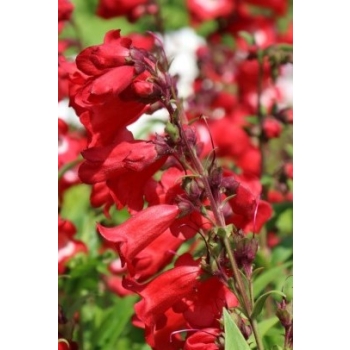 Penstemon Polaris Red