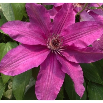 Powojnik Clematis Sympatia 'różowo-liliow