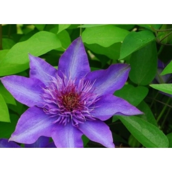 Powojnik Clematis Teshio 'fioletowy, pełny
