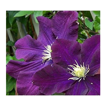 Powojnik clematis Warszawska Nike fioletowopurpurowy
