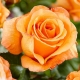 Róża wielkokwiatowa Pomarańczowa gat. I art. nr 515