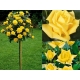 Róża Na Pniu Żółta gatunek I art. nr 536