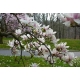 Magnolia pośrednia  ALEXANDRINA