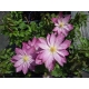 Powojnik Clematis Asao ciemnoróżowy