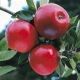 Jabłoń truskawkowa KATJA  z doniczki