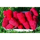 Malina czerwona PÓŹNA - słodkie, aromatyczne owoce / sadzonka w doniczce