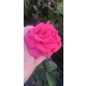 Róża szczepiona NA PNIU PINK