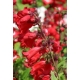 Penstemon Polaris Red