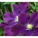 Powojnik clematis Warszawska Nike fioletowopurpurowy